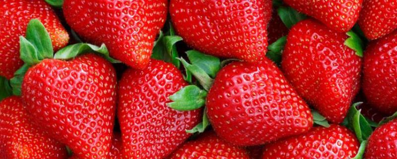 草莓的病虫防治 草莓病虫害，分别如何防治
