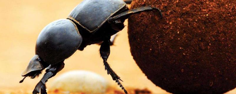 蜣螂的母性表现，蜣螂是屎壳郎吗 蜣螂是完全变态吗