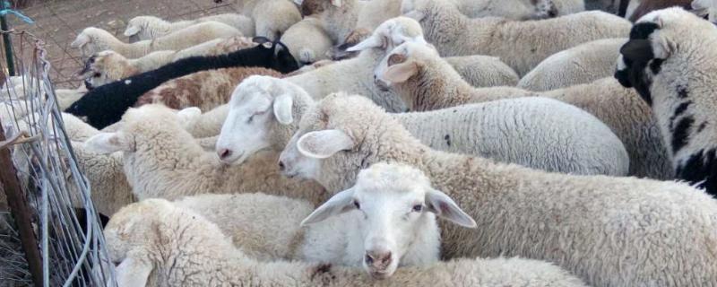 养殖养羊方法，养羊大棚如何搭建 养殖养羊方法,养羊大棚如何搭建好
