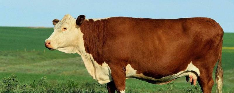 牛吐草水是什么原因用什么药治 牛犊反刍时吐草水怎么治疗