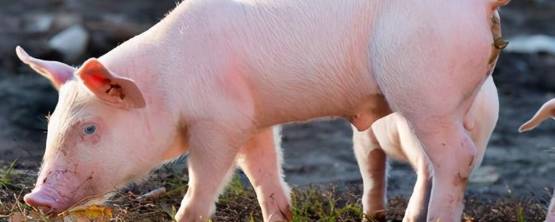 小猪拱小猪的肚是啥原因，如何防治 小猪拱肚子是什么原因?