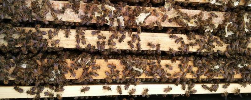 初学养蜂步骤及方法 初学养蜂入门