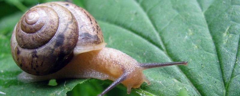 蜗牛的简介，有哪些种类 蜗牛有哪几种种类