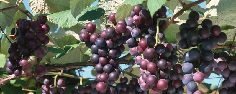 葡萄种植技术与管理方法 葡萄的栽培技术葡萄种植的方法