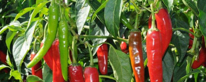 辣椒种植技术与管理 辣椒的种植时间和管理技术