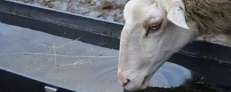 养羊冬天怎么喂水，养羊可以只养一只吗