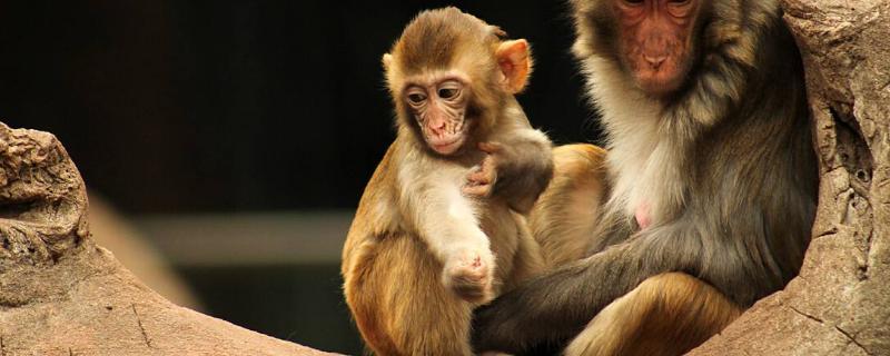 猴子的繁殖过程，附繁殖周期（猴子多长时间繁殖一次）