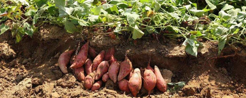 红薯几月份育苗 红薯几月育苗
