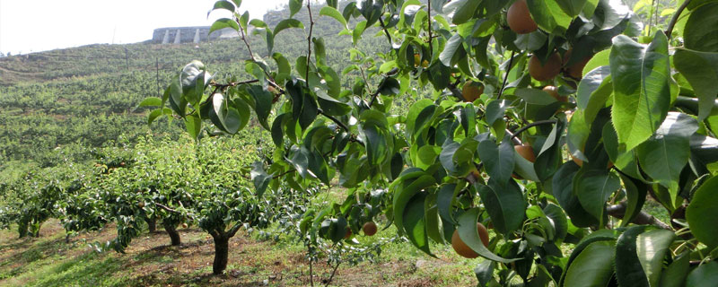 梨树种植间距 梨树种植密度