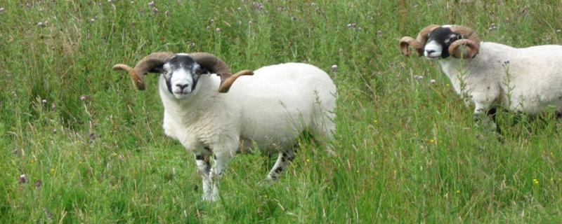 羊病怎么预防和治疗 羊疾病预防和治疗