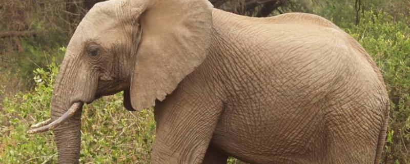 大象的繁殖，大象的寿命有多长 大象的生育和寿命
