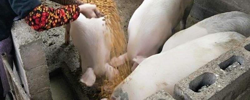 猪喂酒糟注意事项 酒糟喂猪好吗，如何正确饲喂