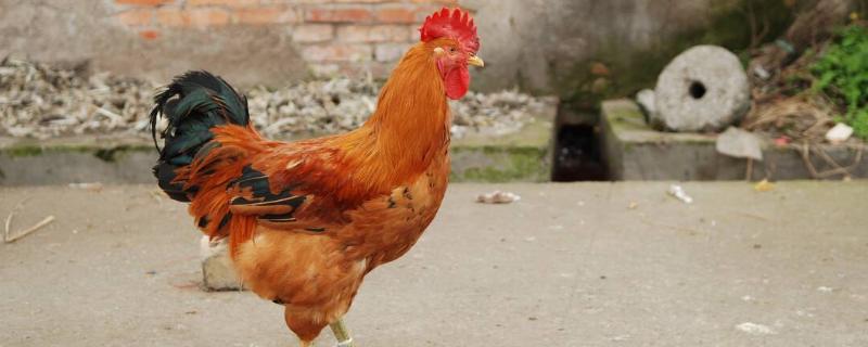 公鸡有10斤正常吗，公鸡和母鸡的区别（公鸡有10斤正常吗,公鸡和母鸡的区别图片）