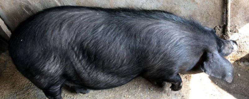 白猪和黑猪有何区别,附猪的种类图片 白猪和黑猪有何区别，附猪的种类