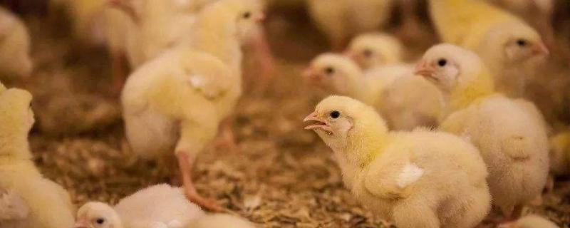 小鸡多少个月长大 小鸡几个月长得最快，附养殖方法