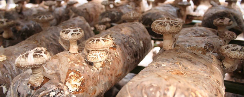 磨菇怎么种植方法 蘑菇的养殖方法