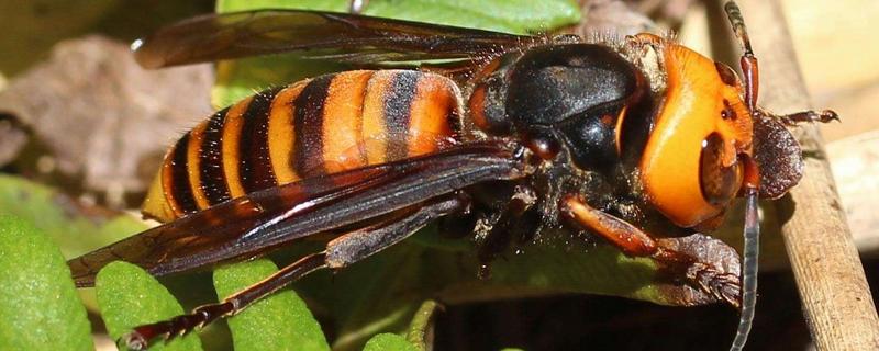 虎头蜂和马蜂的区别，附虎头蜂简介 虎头蜂和马蜂一样吗