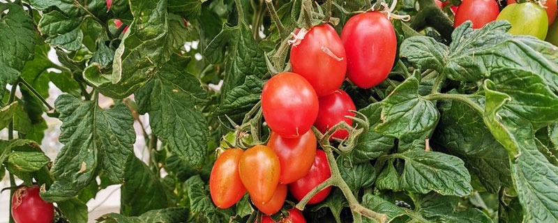 蕃茄的种植时间和方法（蕃茄栽种时间）