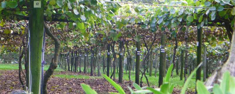 猕猴桃种植技术要点，密度取决于品种，间距多为3米乘4米