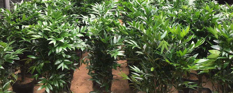 兴旺竹养护注意事项 兴旺竹的养殖方法和注意事项