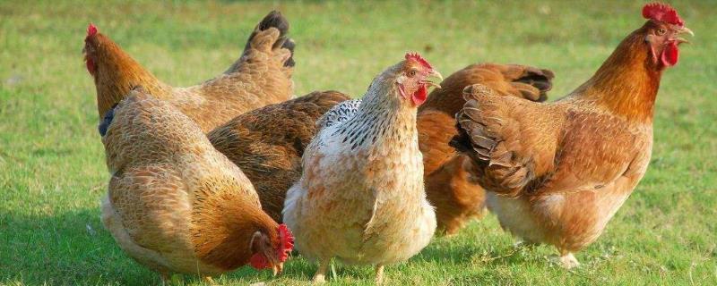 成年鸡一天吃多少饲料，成年鸡和小鸡的饲料是一样的吗
