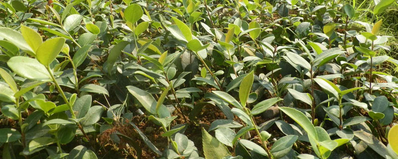 茶苗栽培种植技术 茶叶苗栽培种植技术