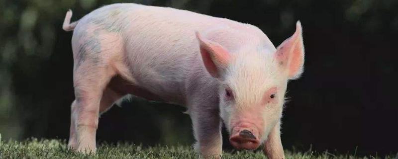 猪在什么年代被广泛养殖，常见的猪品种
