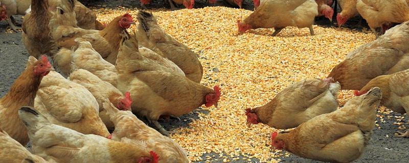 养鸡长得快的5大方法 用什么方法养鸡长得快