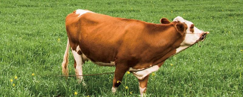 让牛开胃的秘方，牛的胃有几个 牛怎样开胃