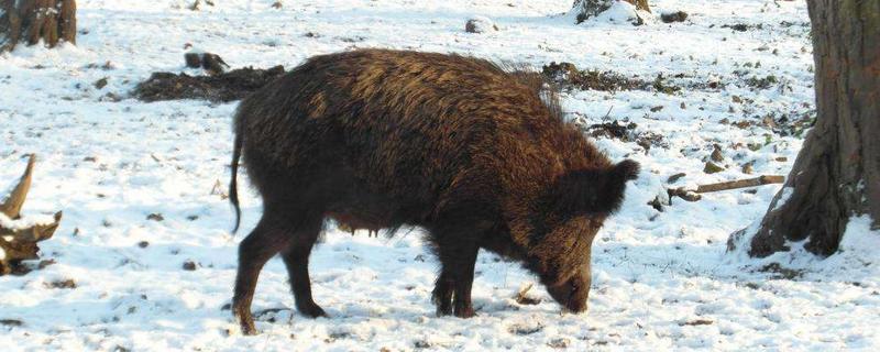 冬天野猪多久去擦痒树，野猪一般什么时间段出来活动
