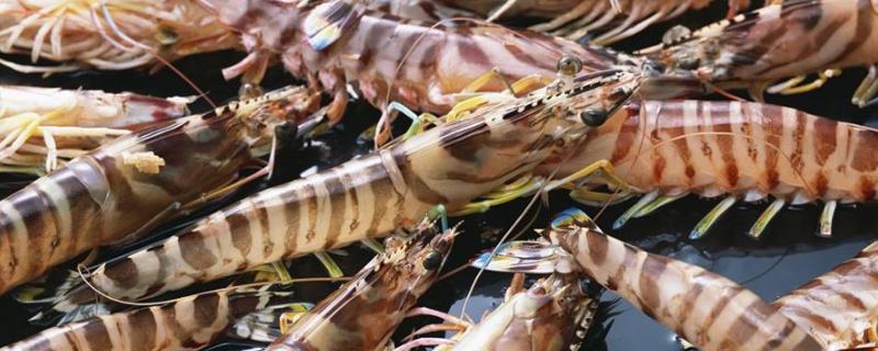 虾养殖技术，虾的种类 养殖虾品种