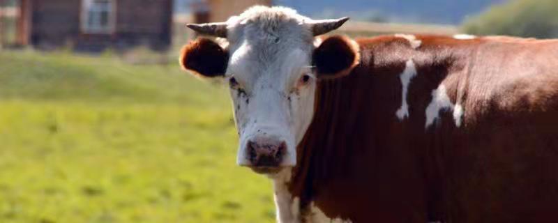 肉牛一般是公牛还是母牛 肉牛营养需要，肉牛是公牛还是母牛