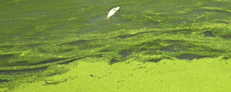 鱼池的蓝藻怎么治 鱼池蓝藻怎么处理，是如何形成的