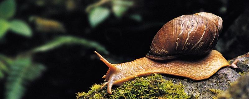 水蜗牛怎么养，有什么害处 养水蜗牛的好处