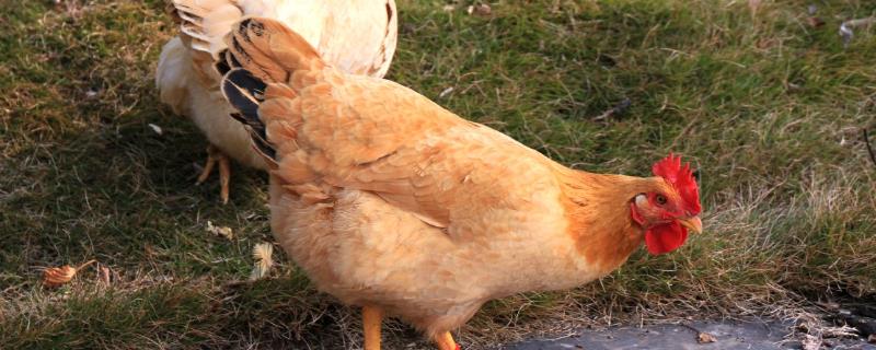 鸡一年能下多少蛋，下蛋需要公鸡吗 鸡一年能下多少蛋,下蛋需要公鸡吗视频