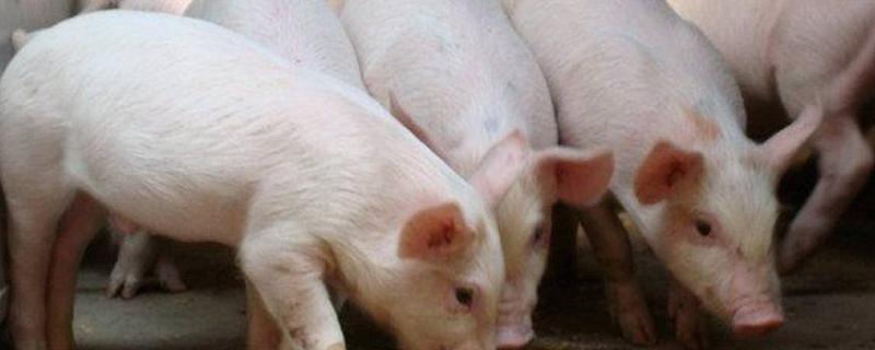 猪的生活环境和饮食 猪的生活特性，猪的养殖周期是多长