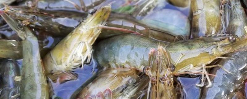 氰戊菊酯怎么抓龙虾 氰戊菊酯捕虾方法，对人类有害吗