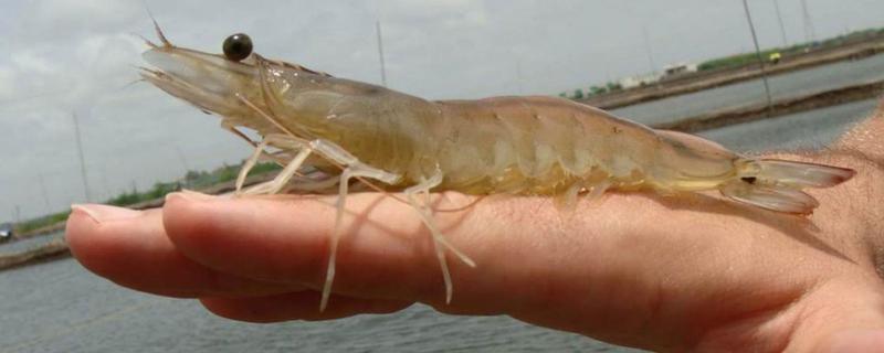 基围虾怎么养，对水质有什么要求 基围虾淡水养殖技术