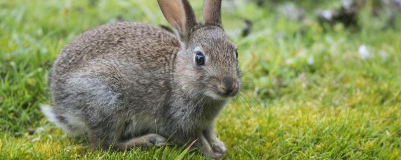 野兔养殖方法与技术 野兔养殖方法与技术散养