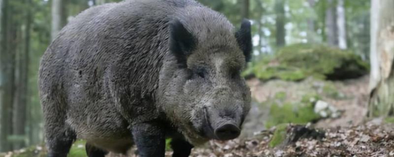 野猪皮有多厚，野猪和家猪的区别 野猪皮有多厚,野猪和家猪的区别