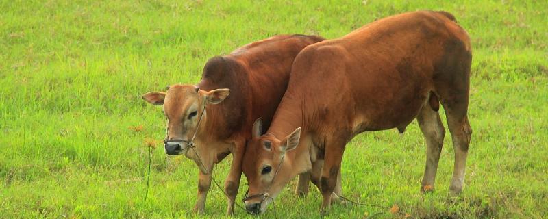 牛喜欢吃什么食物，寿命有多长 牛一般喜欢吃什么