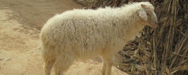养羊应离居民区多远 养羊离住宅多少米，附羊的养殖方法