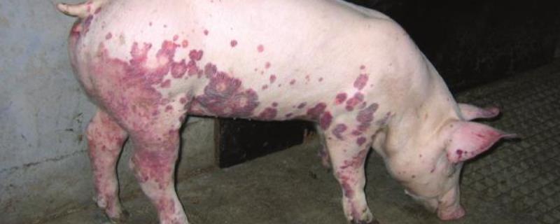 猪瘟的症状与治疗 猪瘟用什么药治，有哪些症状