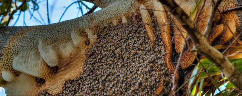 驱蜂药的配方是什么成分 怎样使用驱蜂药，驱蜂药怎么配制