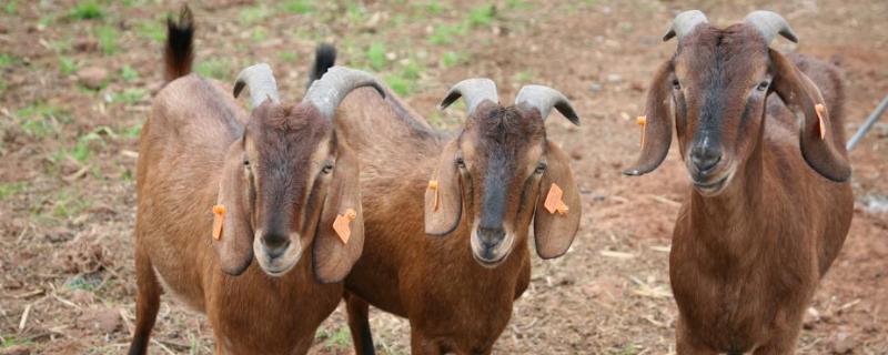 大耳羊怎么样 大耳羊的习性，大耳羊是什么品种