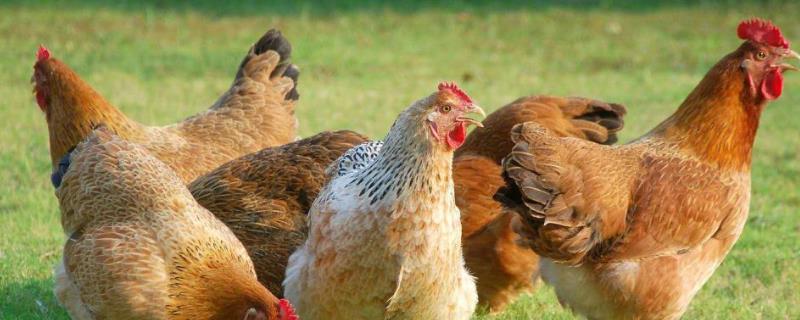 鸡怎么受精繁殖 鸡是怎么受精的?受精后几天中蛋