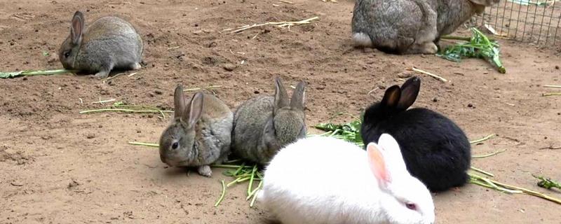 兔子散养一亩地能养多少肉兔 散养兔子一亩地能养多少，如何过冬
