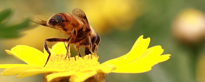 蜜蜂种类，蜜蜂蜇了如何处理 被蜜蜂类的蛰了怎么办