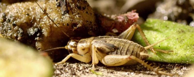 野外大量捕捉蟋蟀的方法，蟋蟀产卵后会不会死掉