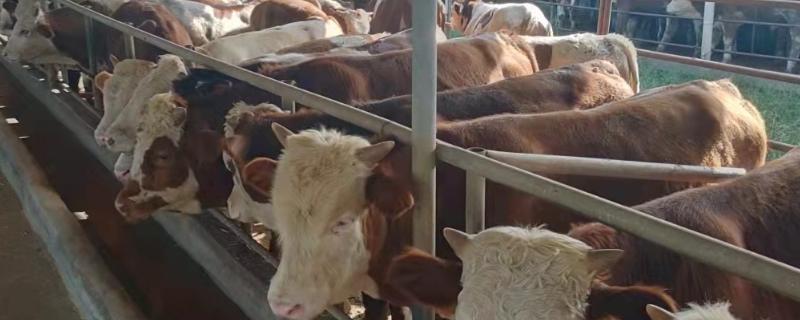 牛怎么喂才能肥得快，有哪些小技巧 牛要怎样喂才长肥